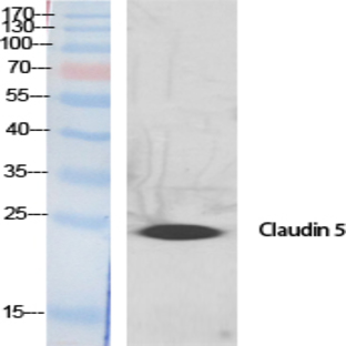 Claudin-5 Polyclonal Antibody