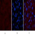 Collagen IV Mouse Monoclonal Antibody(8E5)