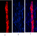 Cytokeratin 19 Polyclonal Antibody