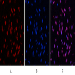 Desmin Monoclonal Antibody