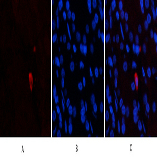 Epsilon Tubulin Mouse Monoclonal Antibody(3G1)