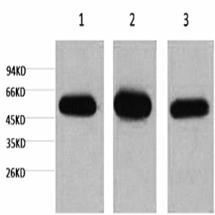 ? I tubulin Monoclonal Antibody