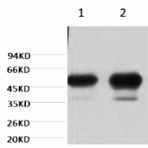 ? II tubulin Monoclonal Antibody