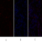 C/EBP ? Polyclonal Antibody