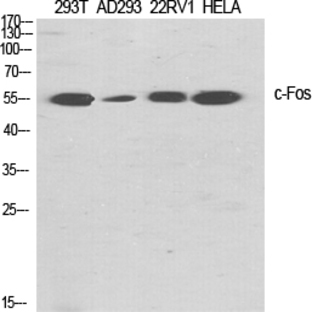 c-Fos Polyclonal Antibody