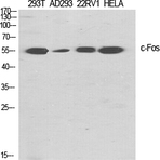 c-Fos Polyclonal Antibody