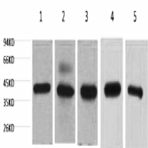 eIF4A1 Monoclonal Antibody