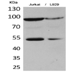 EPAS-1 Polyclonal Antibody