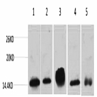 Histone H2B Monoclonal Antibody