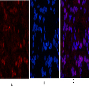 Histone H3 Polyclonal Antibody