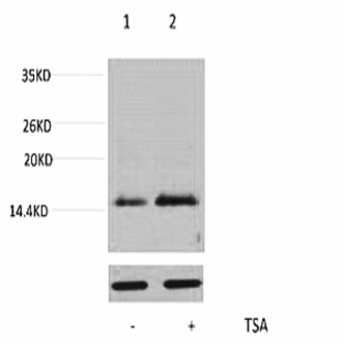 Histone H4 (Acetyl Lys16) Polyclonal Antibody