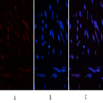 HP-1? Mouse Monoclonal Antibody(5E3)