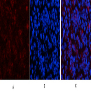 HP-1? Mouse Monoclonal Antibody(2F5)