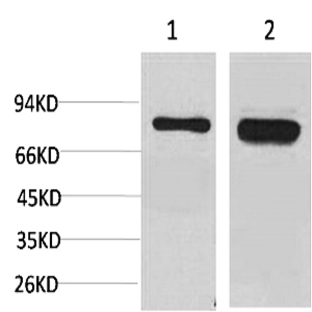 p70 S6 kinase ? Polyclonal Antibody