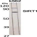 SIRT1 Polyclonal Antibody