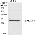 SNAI 1 Polyclonal Antibody