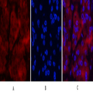 Ubiquitin Mouse Monoclonal Antibody(5F1)