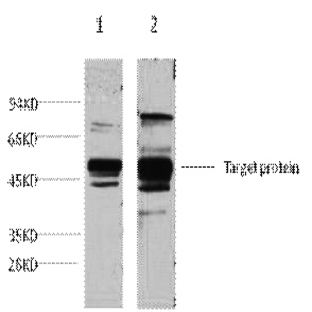 XRCC4 Monoclonal Antibody