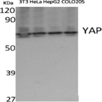 YAP Polyclonal Antibody