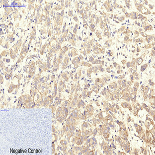 CD41 Monoclonal Antibody