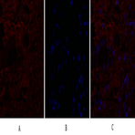 IL-8 Polyclonal Antibody