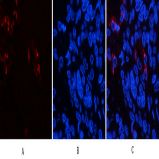 Lactoferrin Monoclonal Antibody