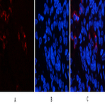 Lactoferrin Monoclonal Antibody