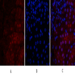 VEGF-A Polyclonal Antibody