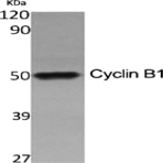 Cyclin B1 Polyclonal Antibody