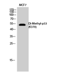 p53 (Di-Methyl-Lys370) Polyclonal Antibody