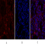 Calnexin Polyclonal Antibody