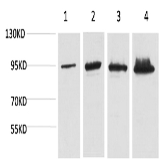 Catenin-? Monoclonal Antibody