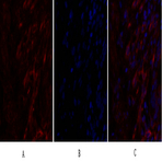 Caveolin-1 Polyclonal Antibody