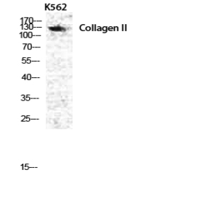 COL2A1 Polyclonal Antibody