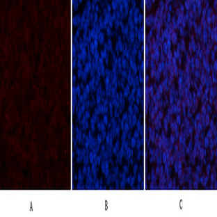 CYCS Polyclonal Antibody