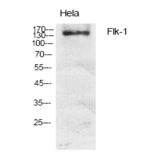 Flk-1 Polyclonal Antibody