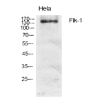 Flk-1 Polyclonal Antibody