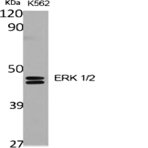 ERK 1/2 Polyclonal Antibody